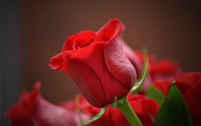 Comment entretenir une rose éternelle ?