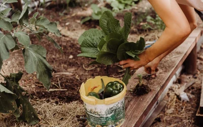 Comment délimiter un potager ?