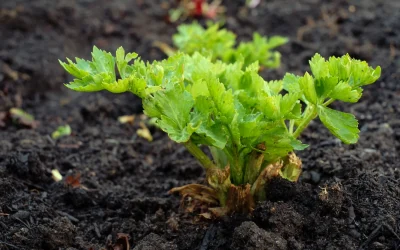 Quelle terre mettre dans un carré de potager ?